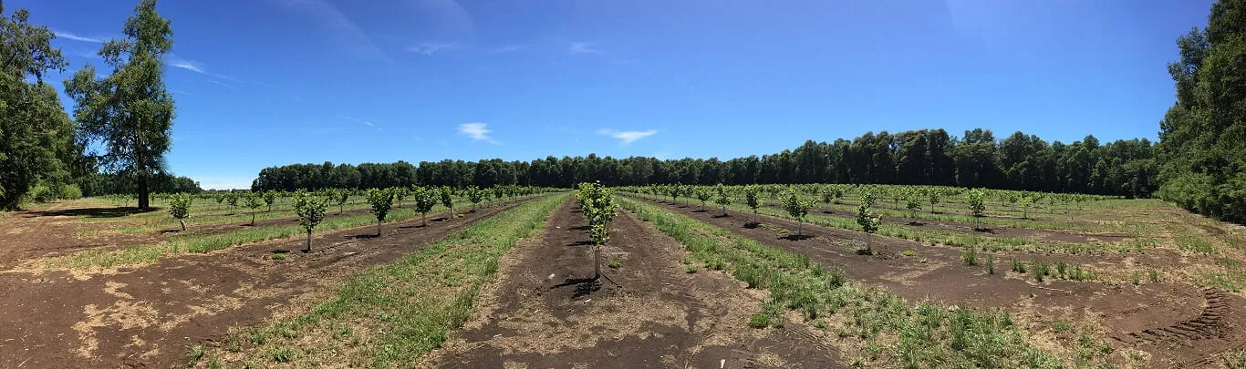 Huerto joven de árboles pequeños con protector en el tronco, en filas de tierra desnuda, con pasto entre hileras y árboles altos al fondo.