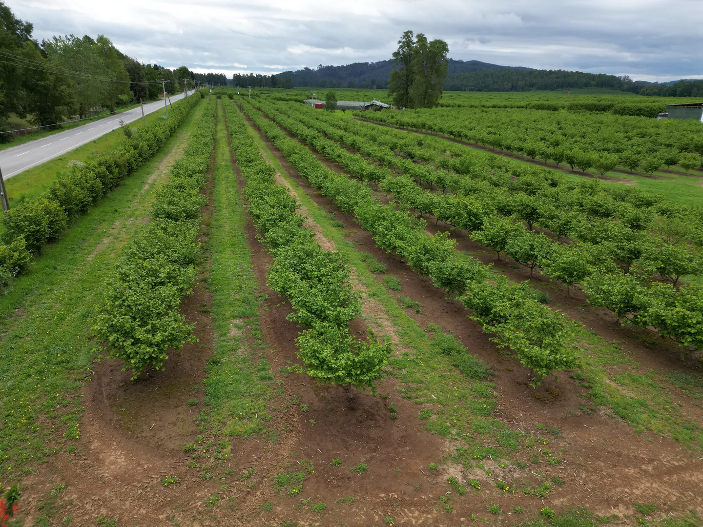 Hileras de frutales en seto sobre camellones de tierra desnuda, con pasto entre hileras y un camino pavimentado al costado.